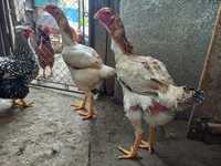 Vand  2 găini  combatante de malaezia