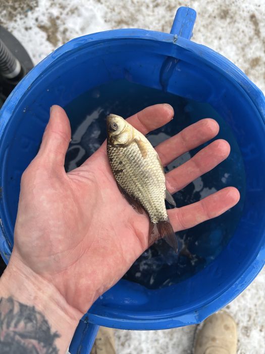 Живец в любом количестве в наличии