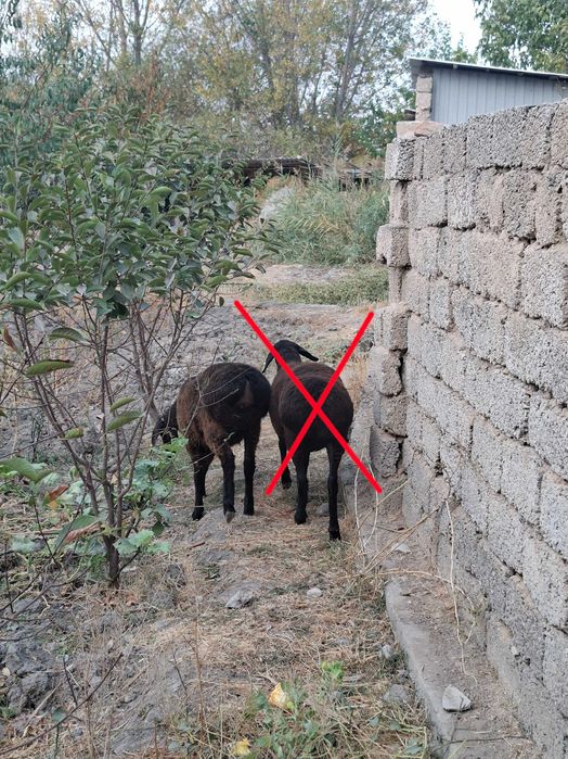 Qo'zi qo'y, bu yilgi