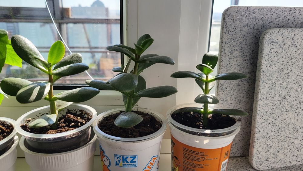 Обмен крассулы на фиалку