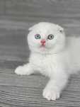 Pisoi cu ochi albaștri, Scottish Fold, cu Pedigree, Carnet de Sanatate