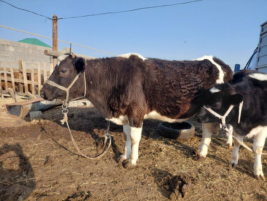 Семіз сиыр бордақы