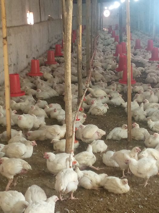 Товук гушти бор бройлер