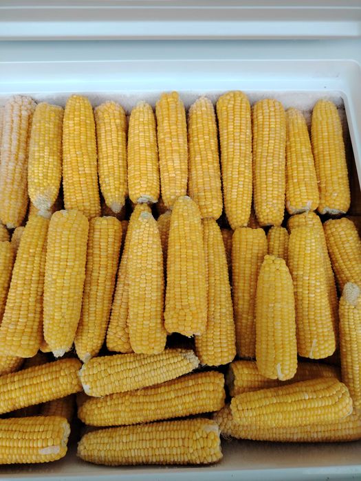 Porumb zaharat congerlat