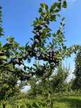 Prune Stanley din livada proprie –Gust autentic, direct din natură!