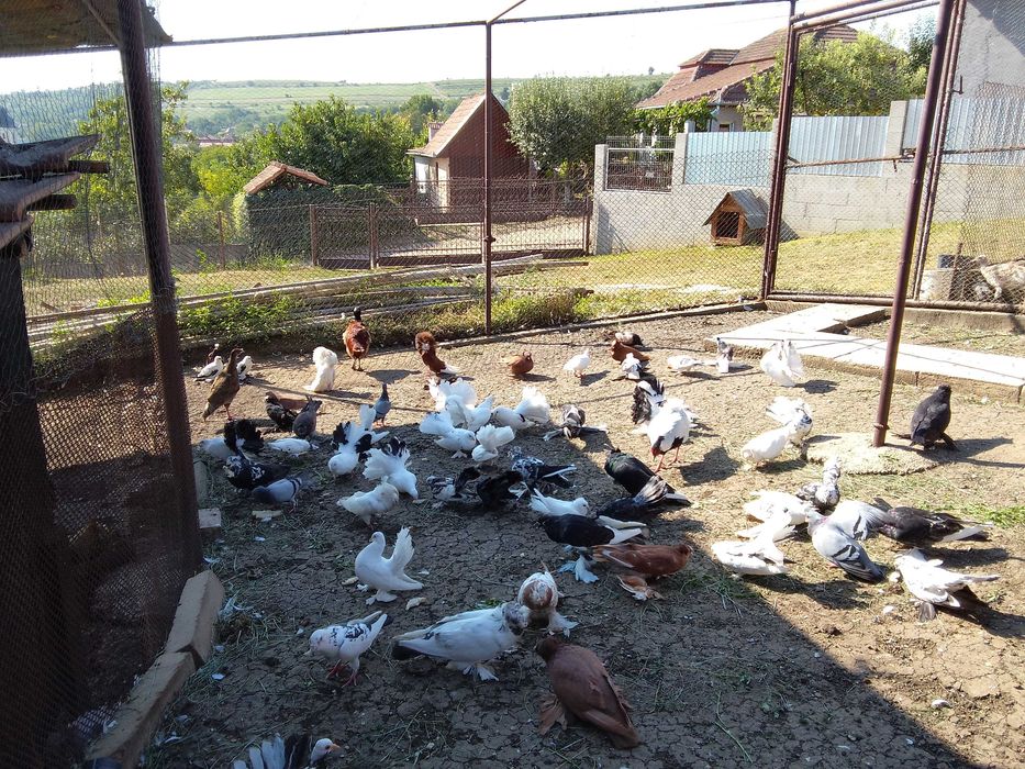 Porumbei de vanzare
