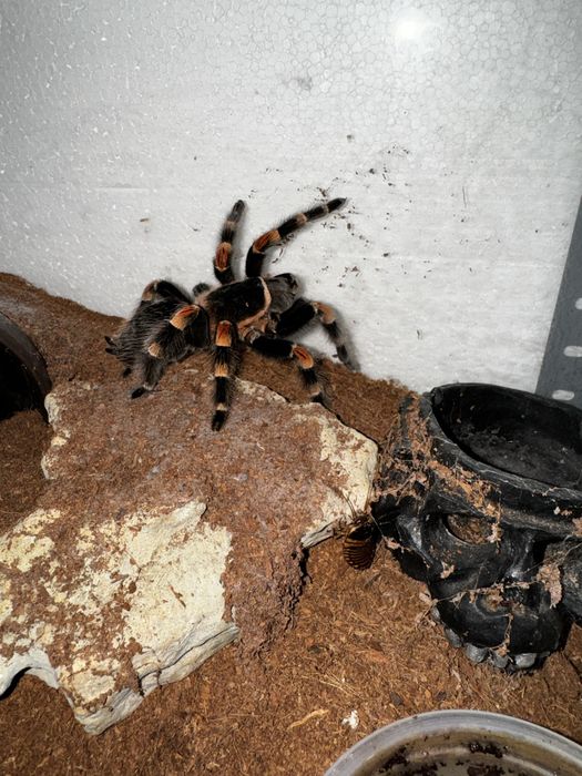 Taratula Brachypelma hamori - mascul subadult