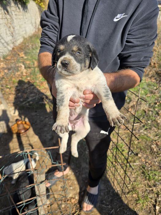 Catei spre adoptie Craiova