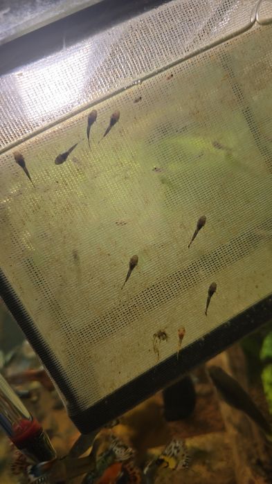 Schimb peștișori acvariu