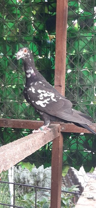 Porumbei duduros stil vechi