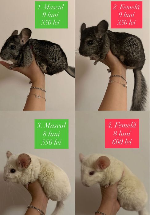 Chinchila/Cincila/Șinșila/Chinchilla