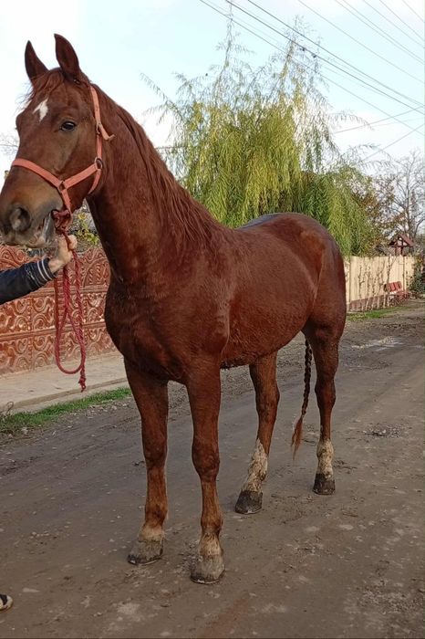 Vând sau schimb cal lipițan de 3 ani