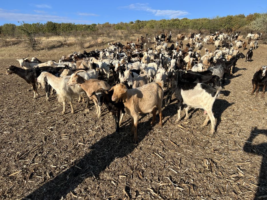 Vand Capre sau schimb cu oi.