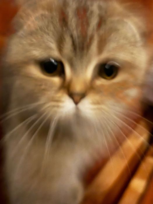 Golden chinchilla X Scottish fold kitten to a good home