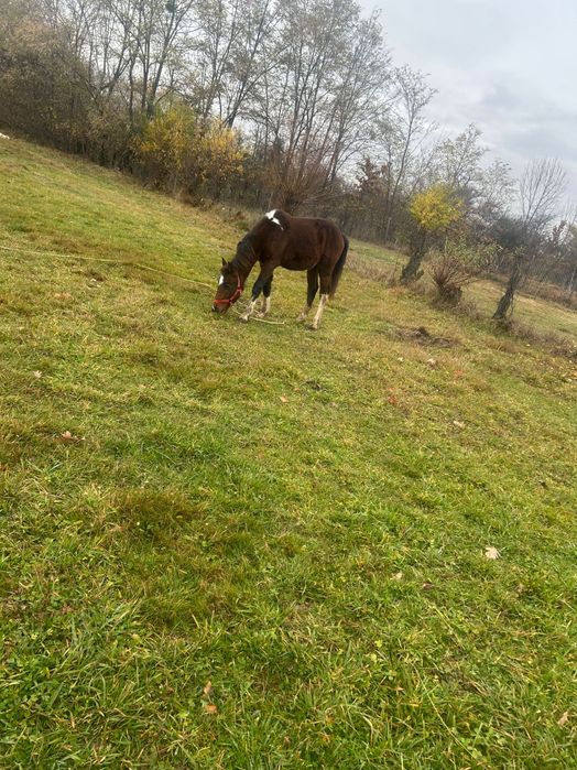 Vând ponei talie mare