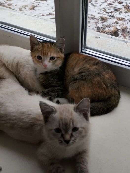 Отдам сиамских котят