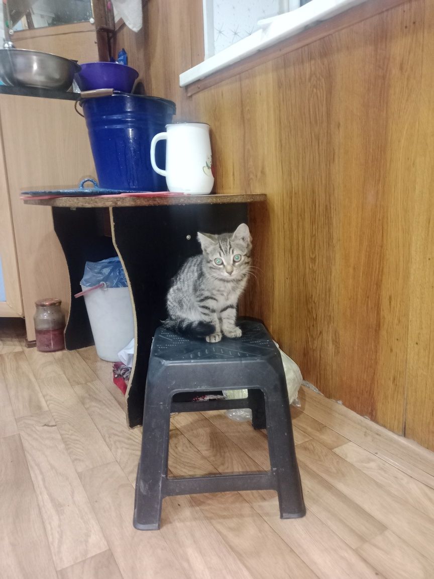 Котенок Девочка в добрые руки