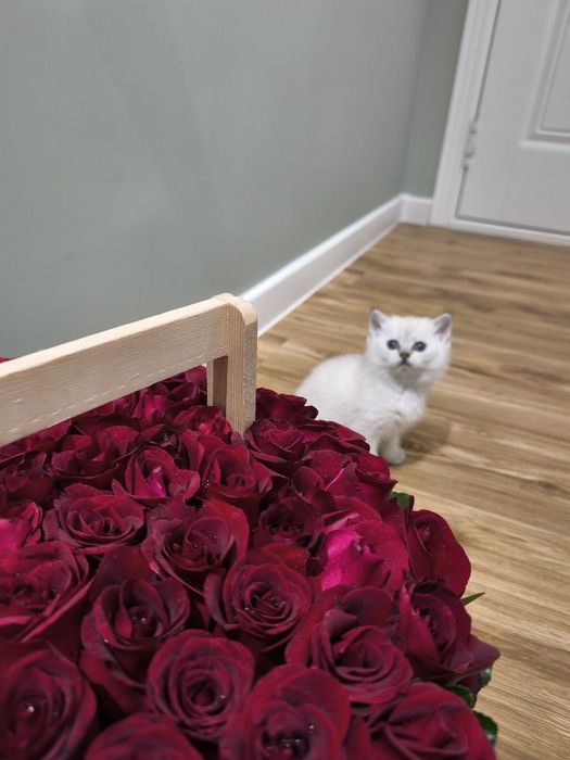 Шотландский страйт