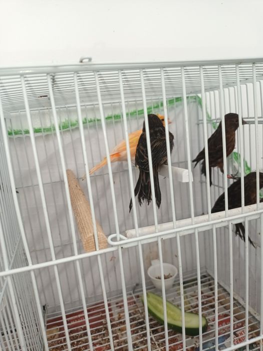 Vând pui canari roși