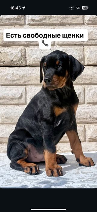 Doberman доберман щенки