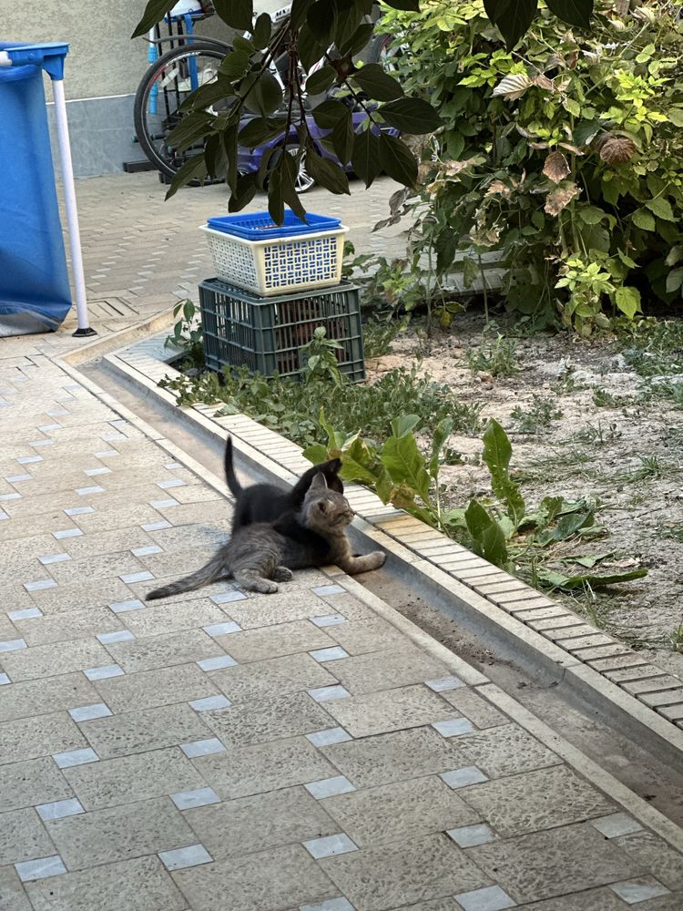 Продаются котята пародистые