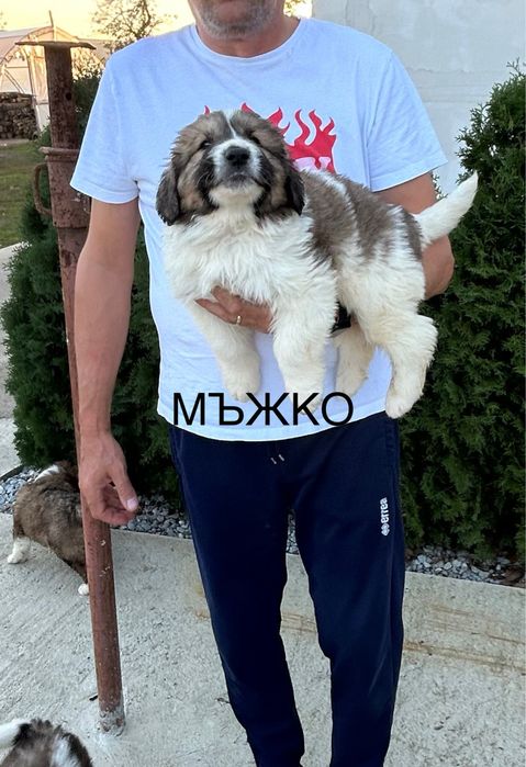 Малки кученца Каракачанки БОК