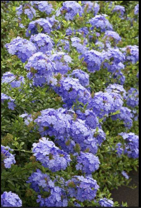 Iasomie albastra sau floarea dragostei