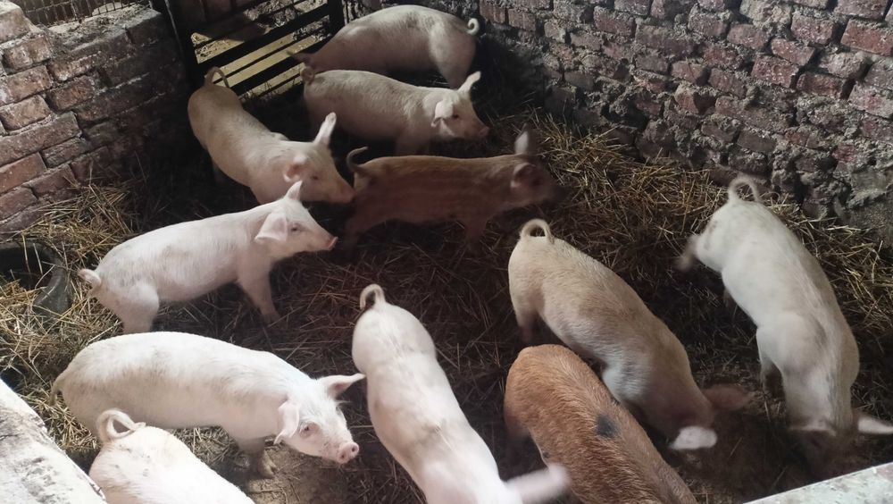 Продавам прасенца