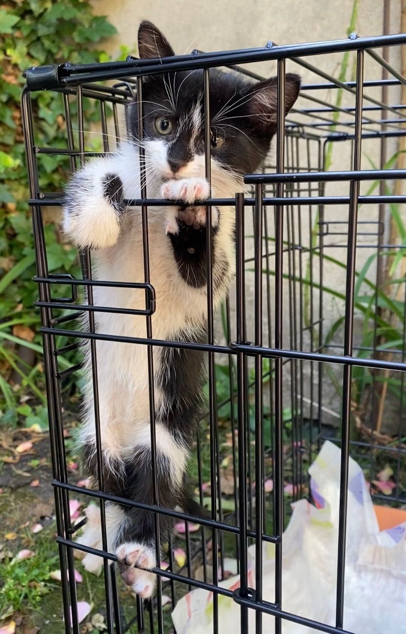 Мъжко коте търси дом