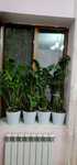 Цветы Zamioculcas