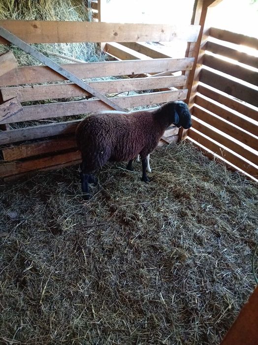 Berbecut carabas sarbesc cu dorper