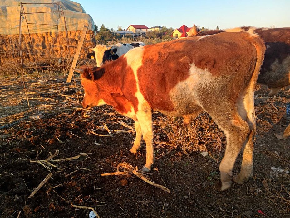 Band vitel  6500 de lei