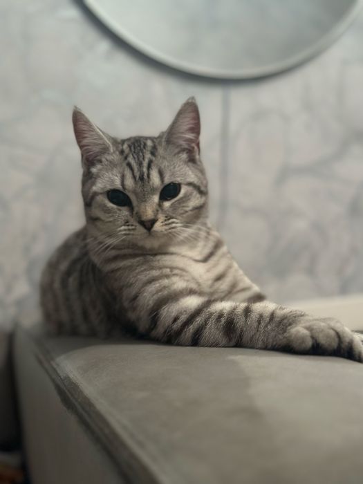 отдам кошку, смесь британки