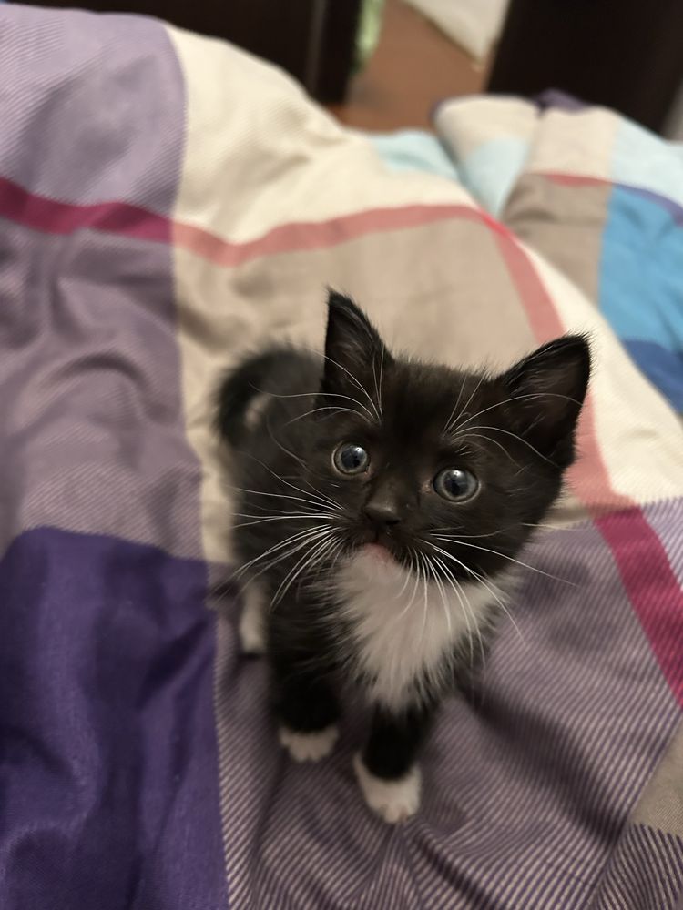 Котята ищут дом
