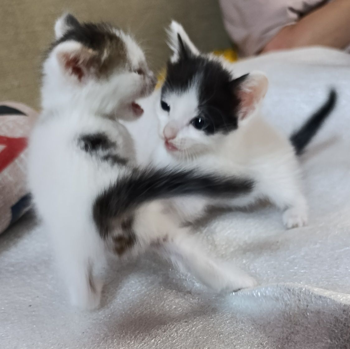 Котятки ищут дом