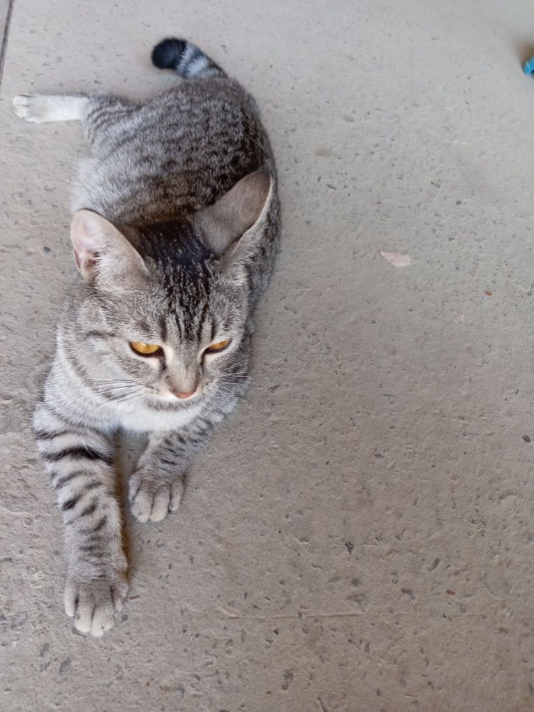 Кошка шатланская