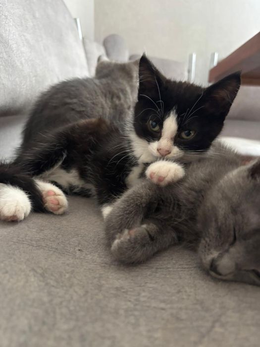 Отдам котят в добрые руки