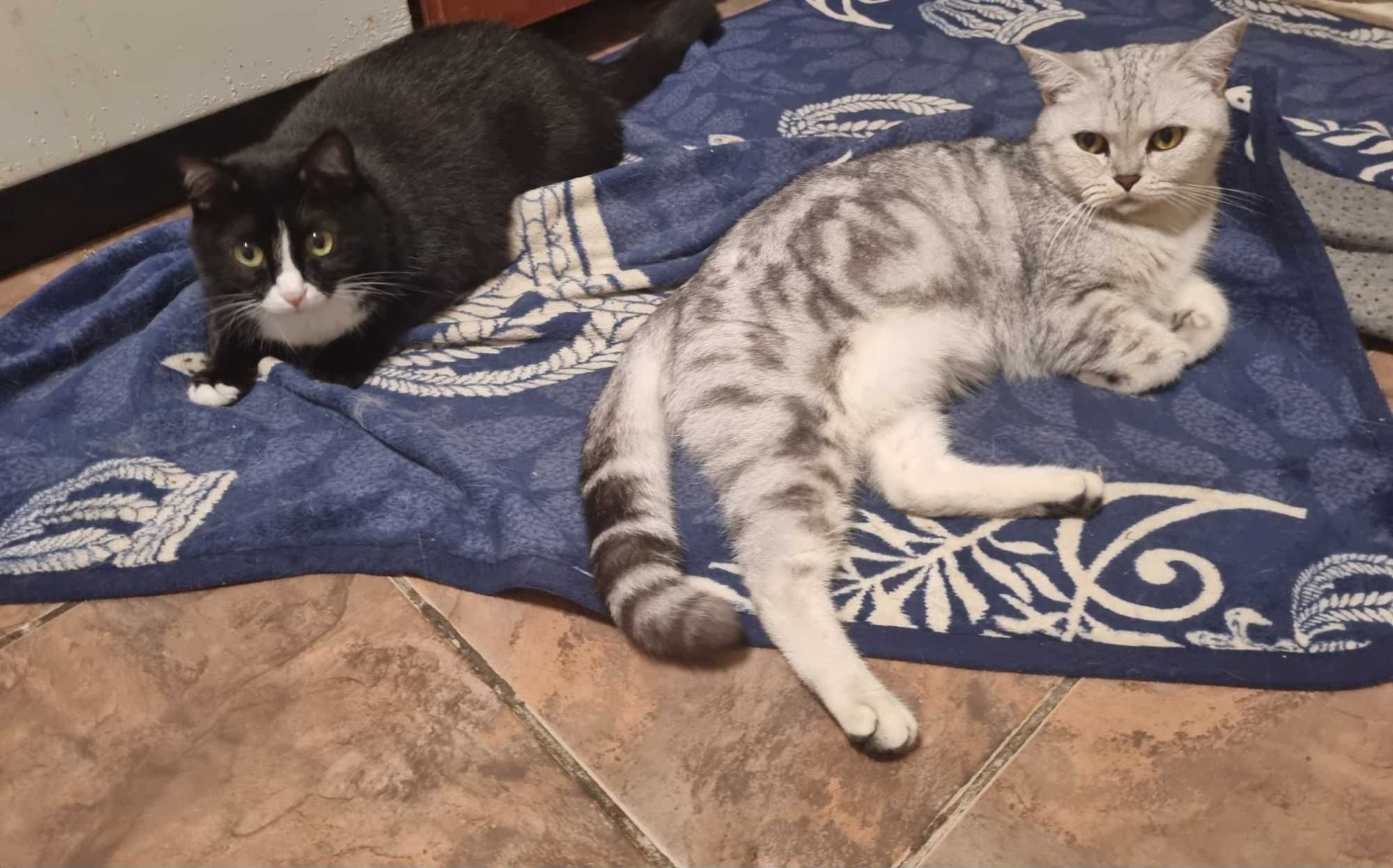 Передержка котов и кошечек, птиц, хомяков