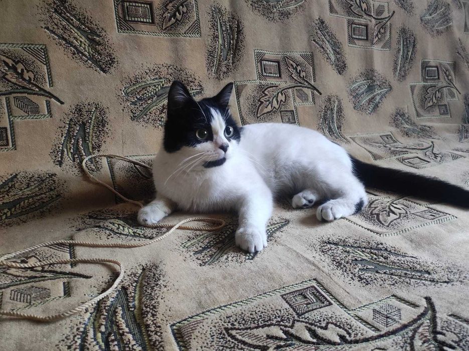 Пристрою кошечку в хорошие руки