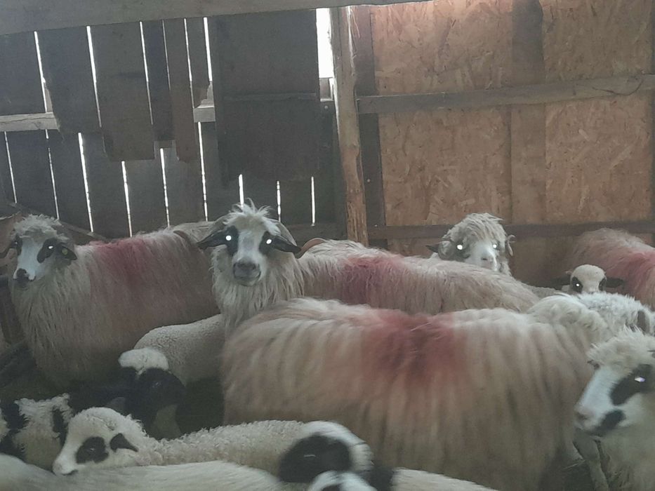 De vânzare 6 oi cu miei
