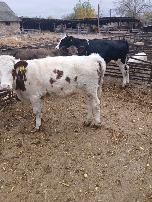 Vind viței cuminți