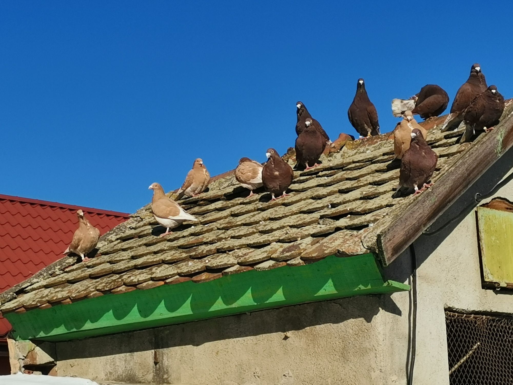 Porumbei albi /galbeni și rosii