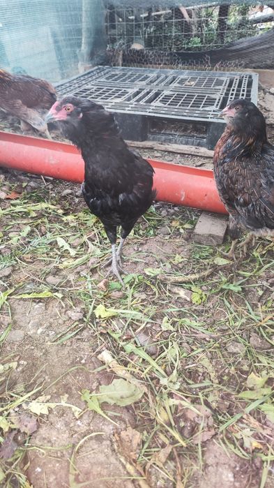 Cocos araucana din iunie