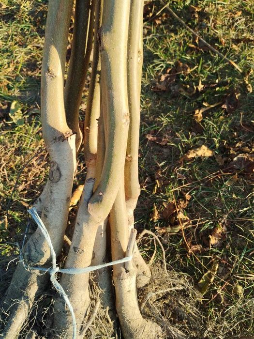 Smochin pe Rod - Ușor de Întreținut, Ideal pentru Grădina Ta!