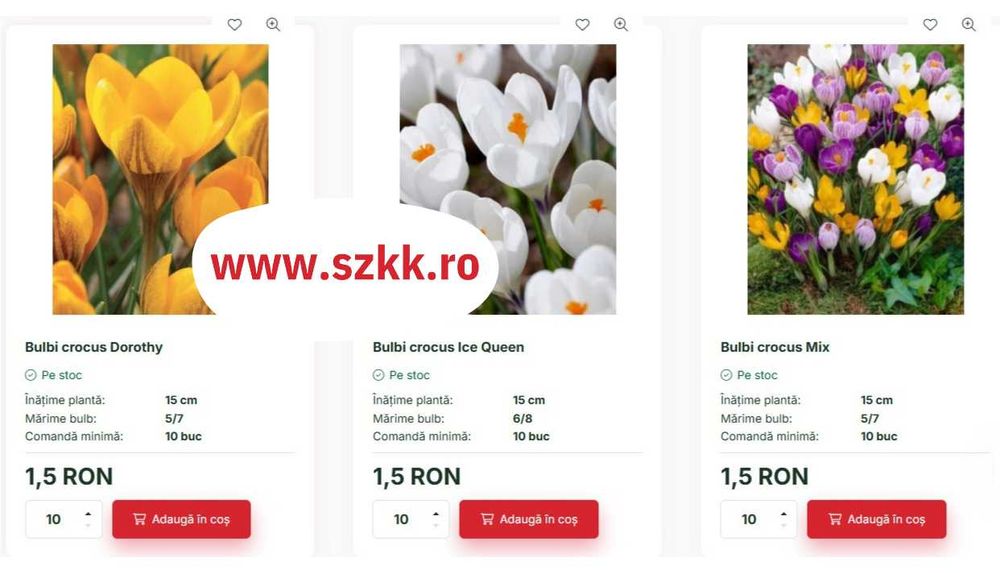 Bulbi de lalele, narcise, zambile engros si endetail