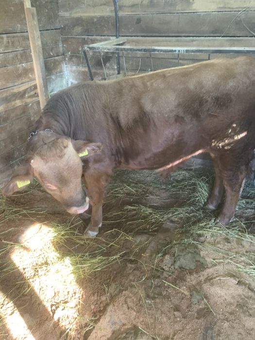 Vand 2 taurasi angus