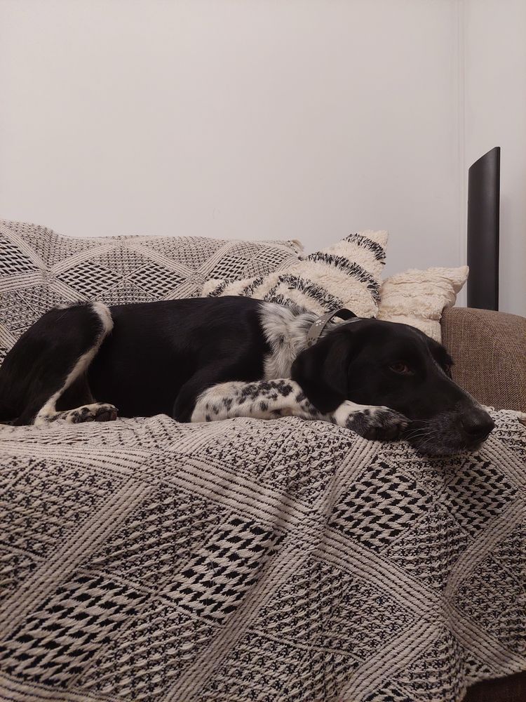 Servicii de pet sitting/cazare pentru diverse animale
