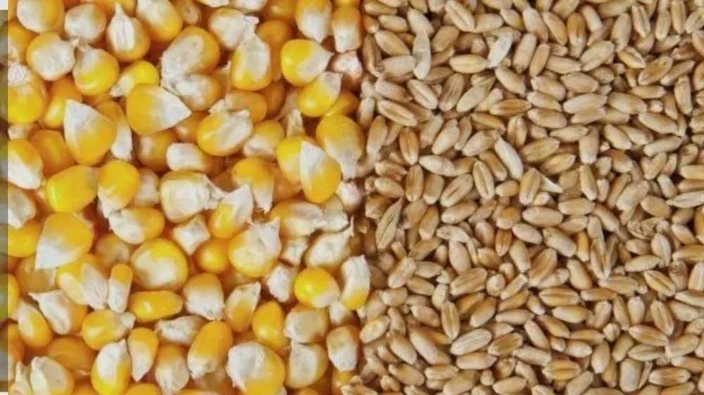 Vand 2 t de cereale, 1t porumb si 1 t grau