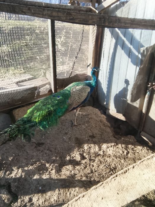 Павлин продаётся