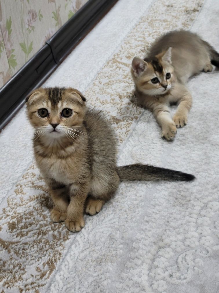 Scottish fold va Scottish stright